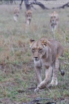 The lionesses get moving