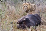 The large male lions arrive back at the kill