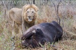 The large male lions arrive back at the kill