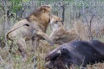 The female lion scraps with the male lion