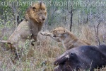 The female lion scraps with the male lion