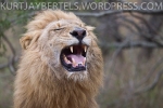 The male lion displays a Flehmen grimace