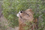 A male lion scent marking a bush