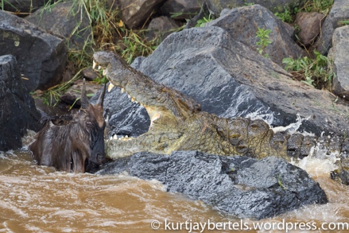 The final moments, wildebeest, crocodile, kill, migration, kurt jay bertels, photo safari