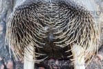 A close look at the whiskers of a walrus