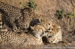 photo safari, photographic safaris, photo tour, photo workshop, photo lessons, best time to go, kurt jay bertels, 50 safari, 50 photographic safaris, wildlife photography, photography, wildlife, cheetah, south africa, cubs, hunting, playing, fighting