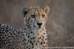 photo safari, photographic safaris, photo tour, photo workshop, photo lessons, best time to go, kurt jay bertels, 50 safari, 50 photographic safaris, wildlife photography, photography, wildlife, cheetah, south africa, cubs, hunting, playing, fighting